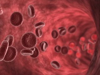 circulatory_sys