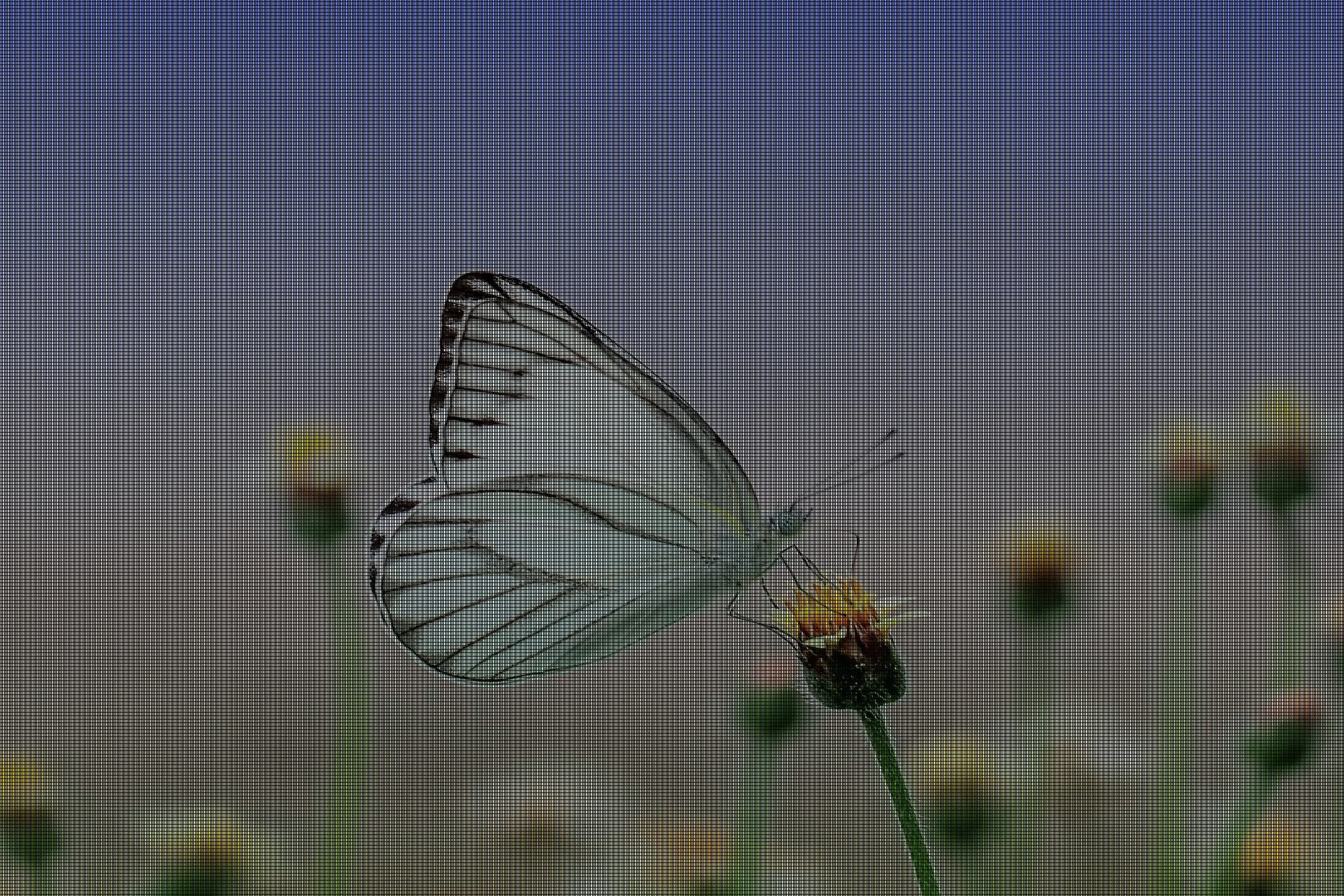 scaled